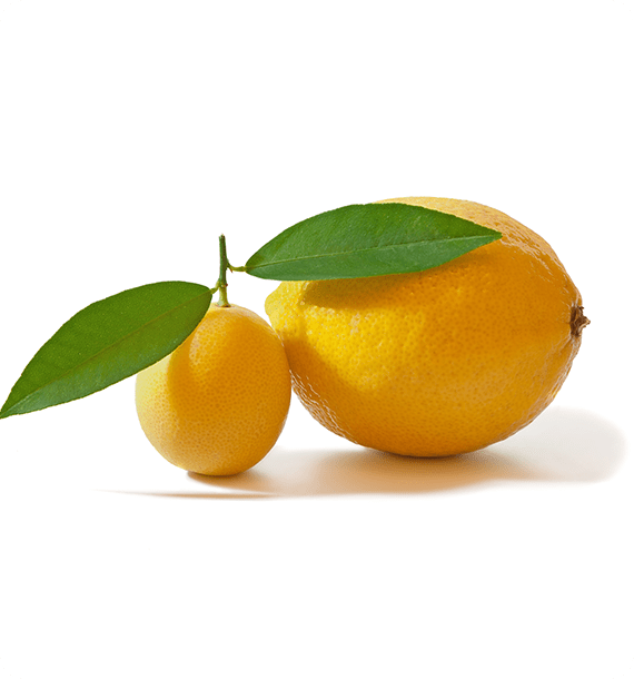Tesla Citrus juicers 300w - CJ301BX